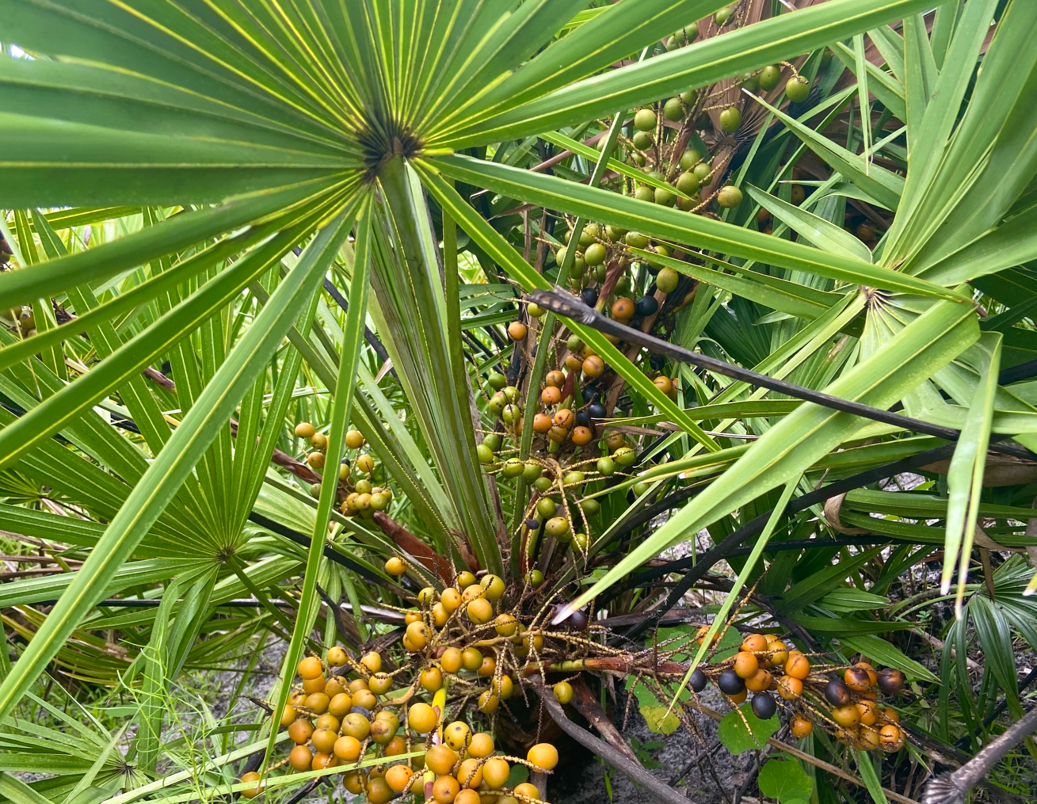 Saw palmetto fruit growing naturally in Florida