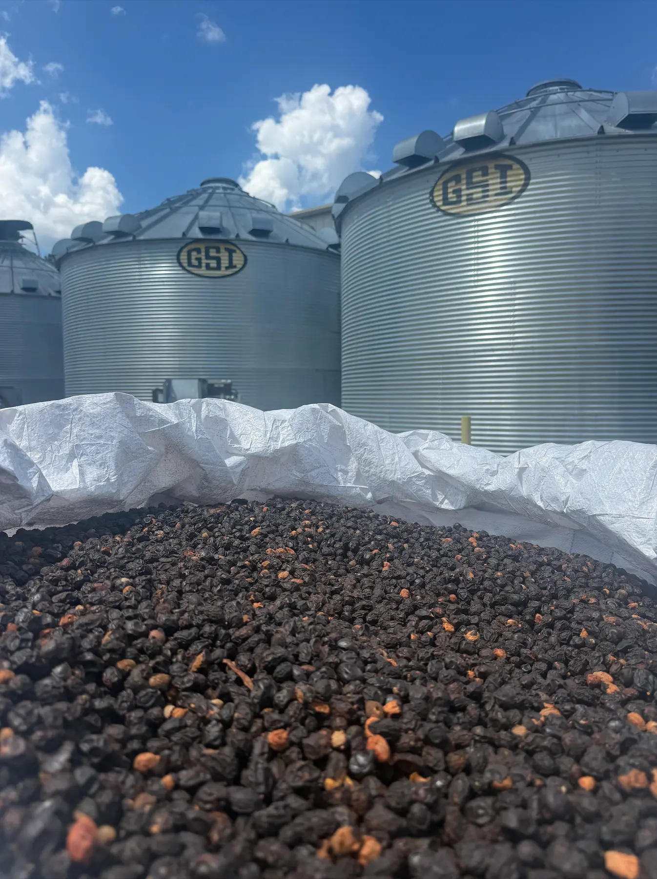 Dried saw palmetto berries beside the drying silos