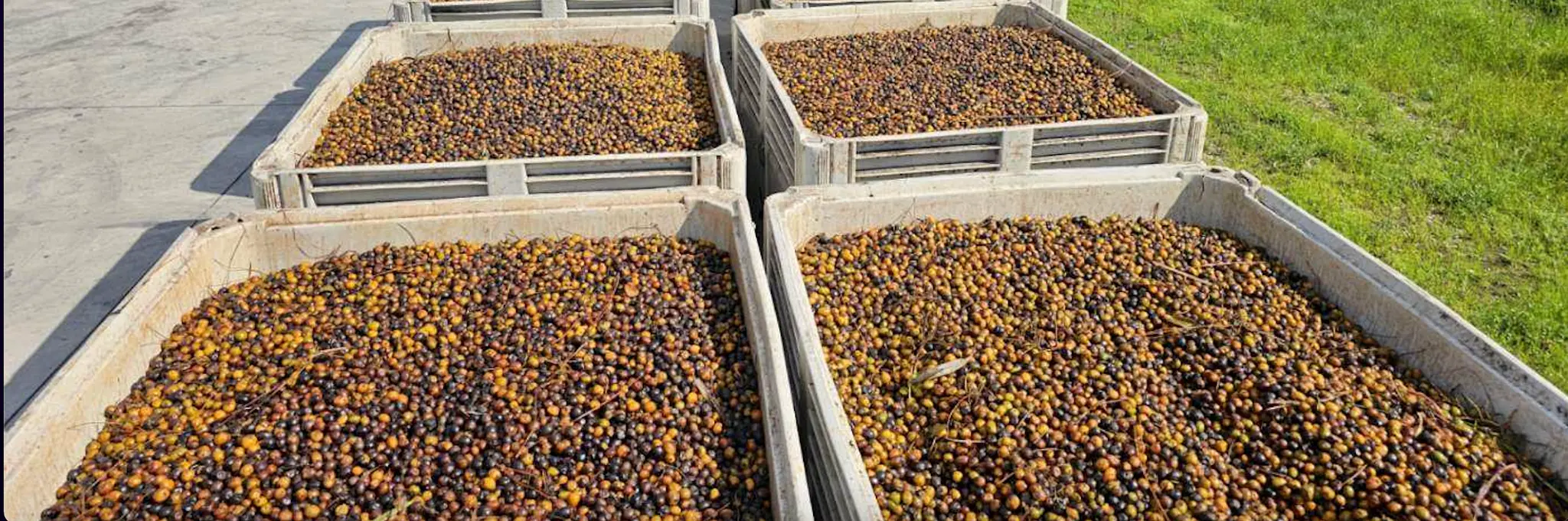 Harvested saw palmetto berries in commercial field bins
